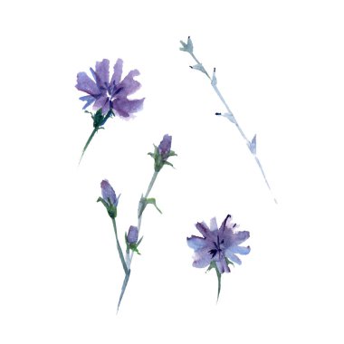 Chicory Cichorium Intybus unsurlarından ayarlayın. Suluboya illüstrasyon.
