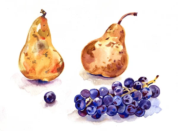 Früchte Aquarell Stillleben Malerei - Trauben und Birnen. Wohlstandssymbol. handgezeichnete Skizze Aquarell-Illustration auf weißem Hintergrund — Stockfoto