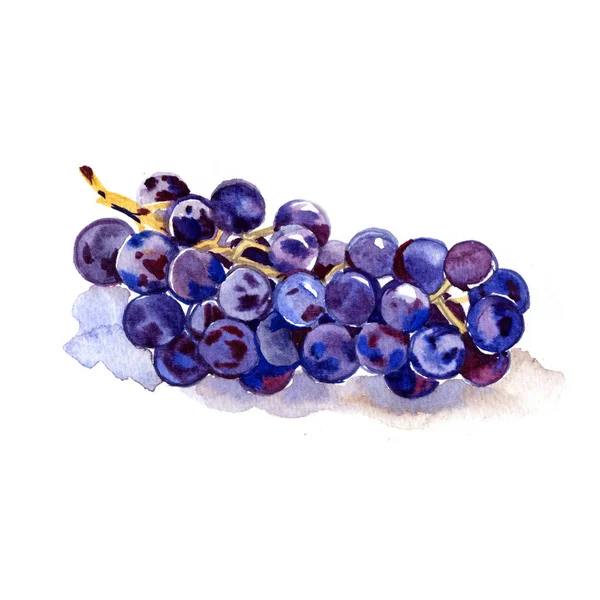 Rama de uvas de fruta acuarela sobre fondo blanco . — Foto de Stock