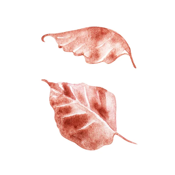 Autumn rose leaves on white background. Hand painted watercolor. — Stock Photo, Image