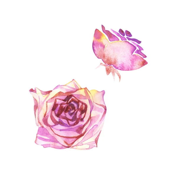 Set aquarel elementen van rozen. Collectie tuin roze bloemen, bladeren, takken. Botanische illustratie geïsoleerd op witte achtergrond. Het is perfect voor wenskaarten. — Stockfoto