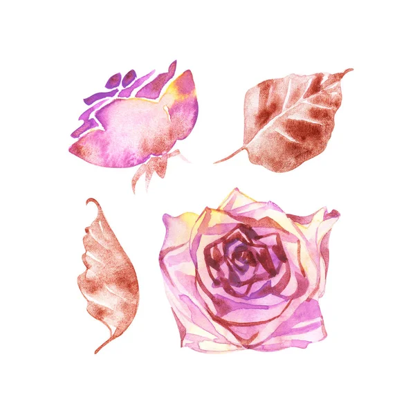 Set éléments aquarelle de roses. Collection jardin fleurs roses, feuilles, branches. Illustration botanique isolée sur fond blanc.C'est parfait pour les cartes de voeux . — Photo