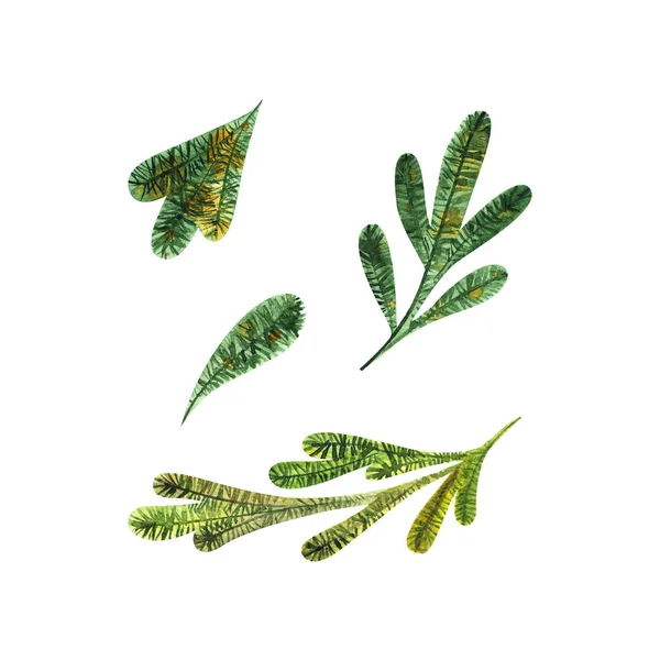 松の枝、白い背景に針、手のデジタルドロー、水彩画スタイル、デザインのための装飾的な植物のイラスト、クリスマスの植物のコレクション. — ストック写真