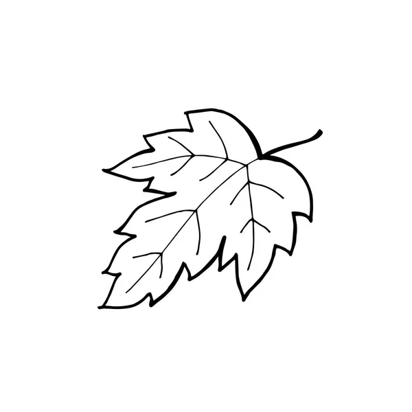 手画的枫叶叶轮廓。枫叶在孤立的白色背景上的线的艺术风格. — 图库矢量图片