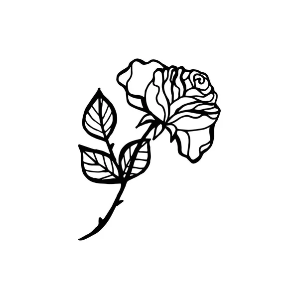 Dibujo de línea en blanco y negro de flor de rosa, boceto de diseño de tatuaje . — Vector de stock