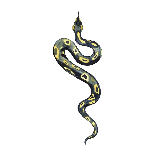 Güzel bir siyah sarı yılan suluboya boyama. Anaconda boa.
