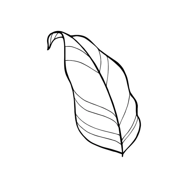 Icônes de feuilles tropicales vectorielles dessinées à la main. Illustration de livre à colorier . — Image vectorielle