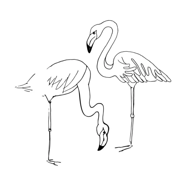 Flamingo. Vector hand getekend schets illustratie op witte achtergrond. — Stockvector
