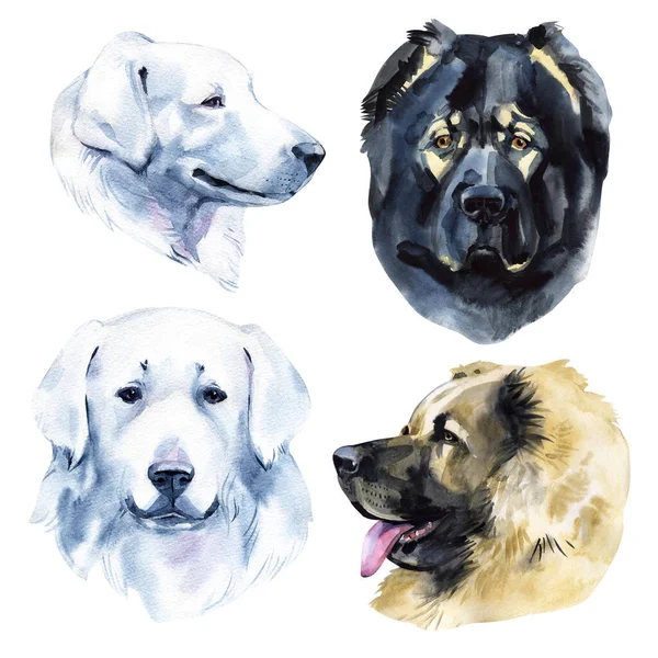 Pastoreio cães aquarela ilustração conjunto isolado no fundo branco — Fotografia de Stock