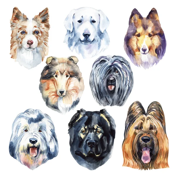 Hütehunde Aquarell Illustration Set isoliert auf weißem Hintergrund — Stockfoto