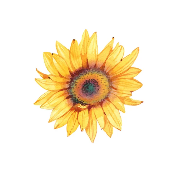 Handpainted watercolor sunflowers. Bright watercolor clipart of sunflowers. Can be used for your project,greeting cards,wedding,cards,bouquets,wreaths,invitation — Stock Photo, Image