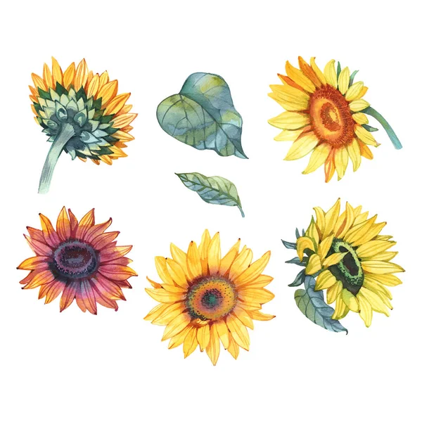 Handpainted watercolor sunflowers. Bright watercolor clipart of sunflowers. Can be used for your project,greeting cards,wedding,cards,bouquets,wreaths,invitation — Stock Photo, Image