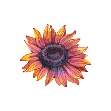 Beyaz arka planda izole edilmiş güzel kırmızı ayçiçeği suluboya çizimi, botanik sanatı