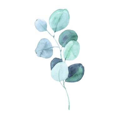 Elle boyanmış okaliptüs dallı suluboya çizimler.