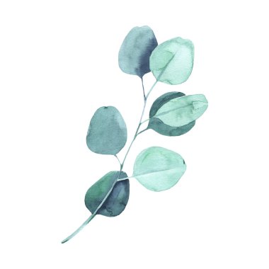 Elle boyanmış okaliptüs dallı suluboya çizimler.