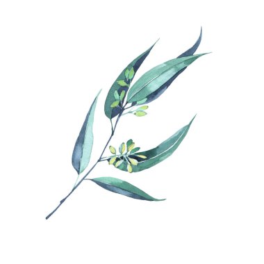 Elle boyanmış okaliptüs dallı suluboya çizimler.