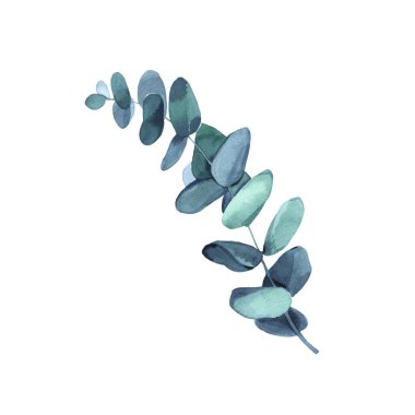 Elle boyanmış okaliptüs dallı suluboya çizimler.