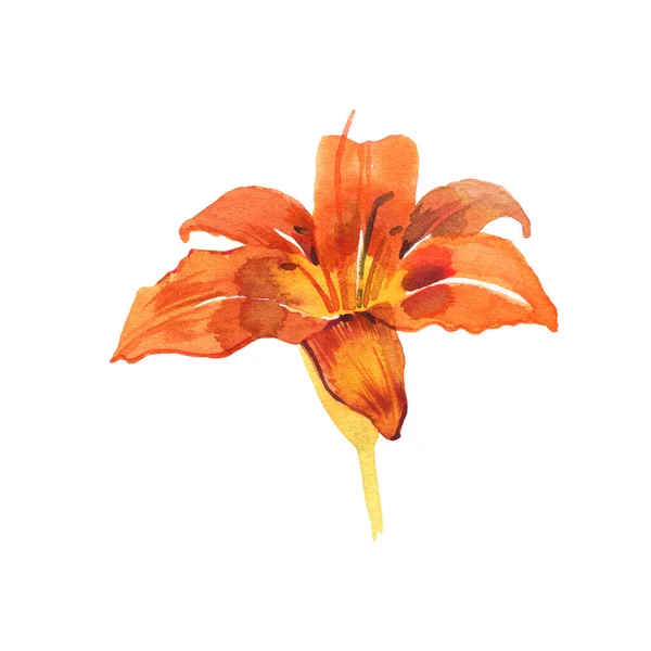 Watercolor illustration of orange lily, isolated on white background
