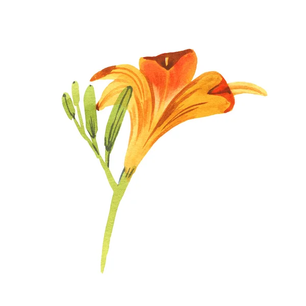 Υδατογραφία απεικόνιση του πορτοκαλί κρίνου, απομονώνονται σε λευκό φόντο — Φωτογραφία Αρχείου