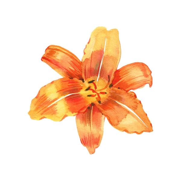 Watercolor illustration of orange lily, isolated on white background — Stock Photo, Image