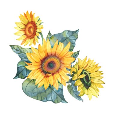 Yaz sarısı ayçiçeği buketi beyaz arkaplanda suluboya çizimi