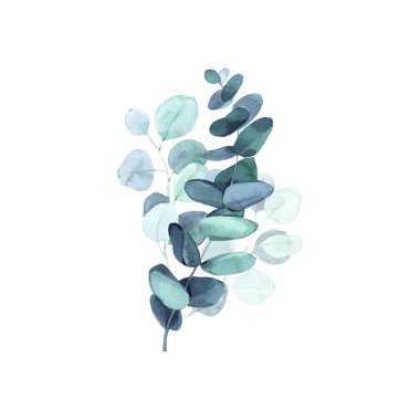 Okaliptüs suluboya yapraklar ve dallar. Elle boyanmış bebek, tohumlu ve gümüş dolarlık okaliptüs elementleri. Beyaz arka planda izole edilmiş çiçek illüstrasyonu. Tasarım ve tekstil için.