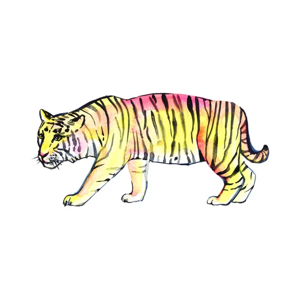 Watercolor illustration of a tiger isolated on white background