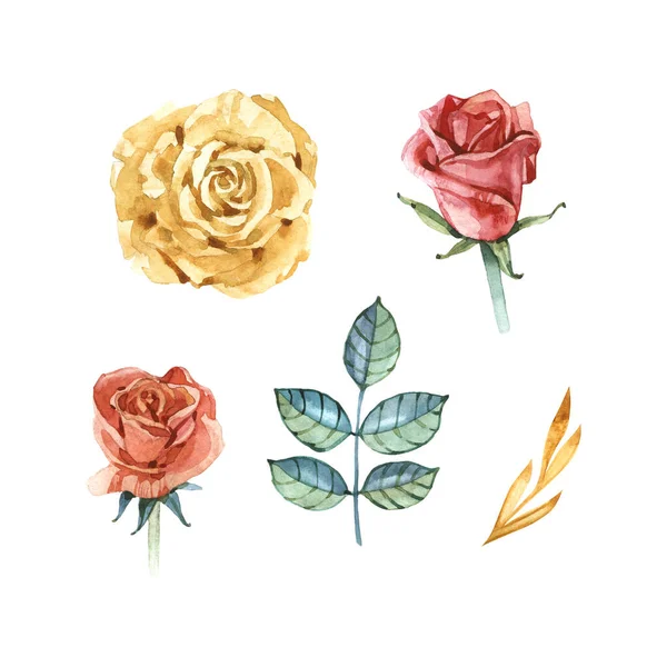 Aquarel bloemen illustratie set. DIY bloem elementen collectie - perfect voor bloemen boeketten, kransen, arrangementen, bruiloft uitnodigingen, verjaardag, ansichtkaarten, groeten, kaarten, logo. — Stockfoto