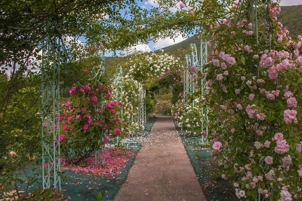 Güllü Romantik bahçe içinde güzel kemer