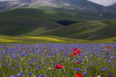 Çiçekli Castelluccio di Norcia Pian Grande Umbria, İtalya