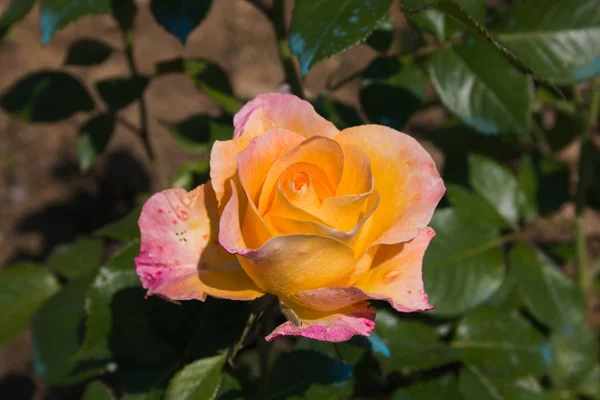 Macro Rosa Delicada Pastel Con Tonos Amarillos — Foto de Stock