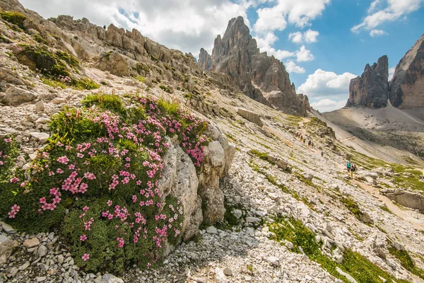 Flores Rosadas Silvestres Las Altas Dolomitas — Foto de Stock