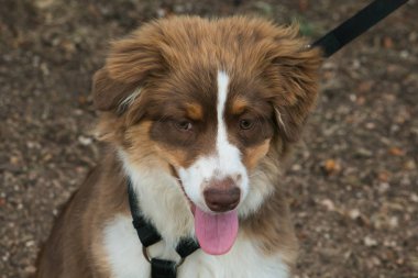 Avustralyalı çoban köpek yavrusu portresi