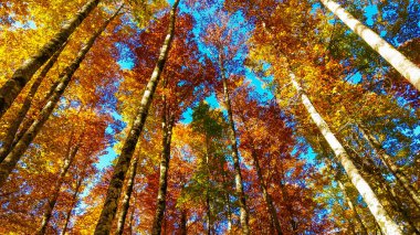 Monte Terminillo, Lazio yaprakları