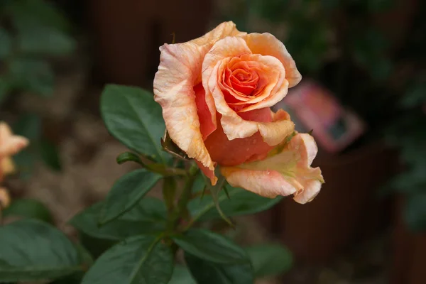 Macro Fantástica Rosa Naranja Jardín — Foto de Stock