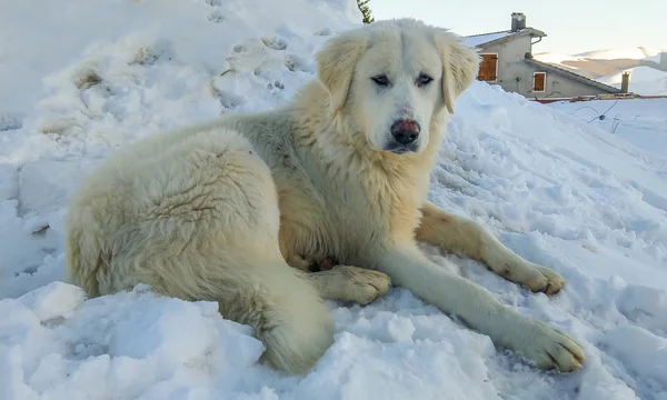 Dev Maremma Çoban Köpeği Karda Oturup Portresi — Stok fotoğraf