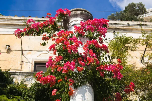 Roślina Pięknymi Bugenwillami Centrum Positano — Zdjęcie stockowe