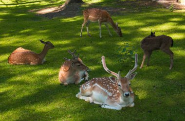 Güzel karaca geyikler çayırda oturma grubu