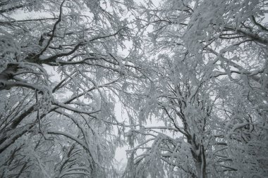 Kış ormanlarında gökyüzünde ağaç dalları