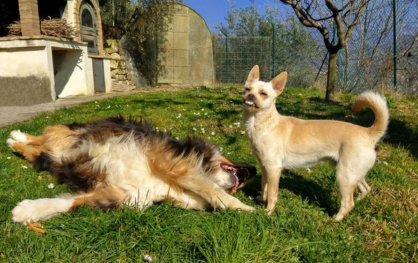 Porträtt Rolig Skrattande Hund Med Australian Shepherd — Stockfoto