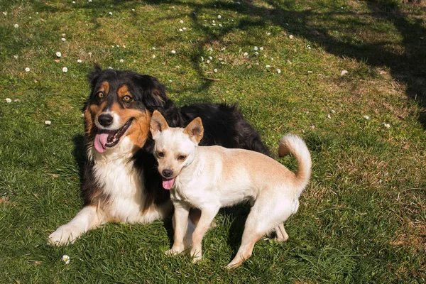 Bästa Vänner Hundar Avkopplande Trädgården — Stockfoto