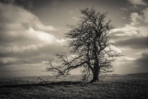 Foto Van Eenzame Boom Hooggebergte Zwart Wit — Stockfoto