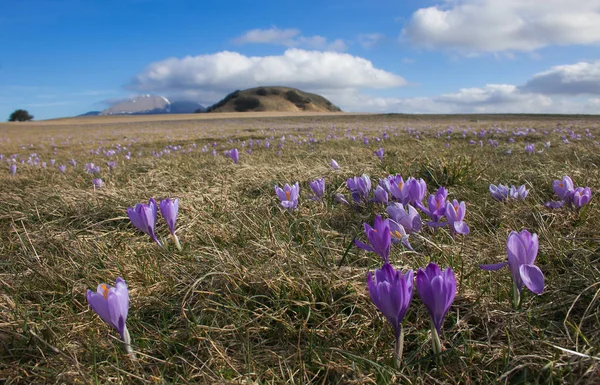 Early Spring Flowering Crocus Vernus Petrano Mountain Italy — Stock Photo, Image