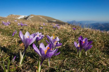 Crocus vernus en yüksek Monte Yataklı, Marche, İtalya'nın çiçekli