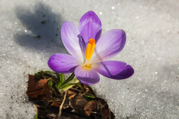 Macro Spring Crocus Vernus Snow — Stock Photo, Image
