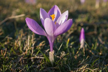 Tek crocus vernus çim, yakın çekim