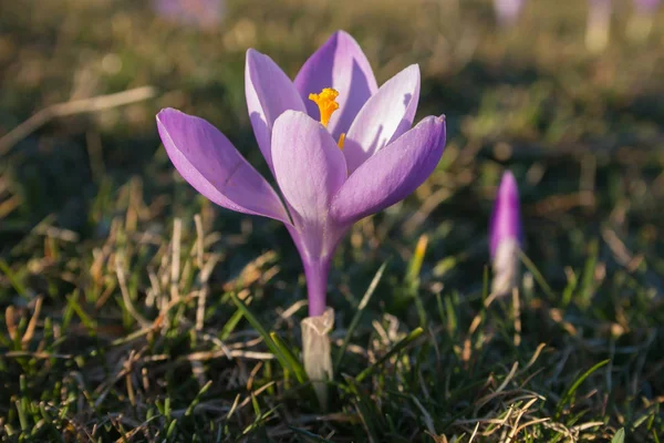 Close Single Crocus Vernus Grass — Stock Photo, Image