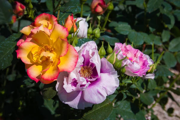 Hermosas Coloridas Rosas Jardín — Foto de Stock