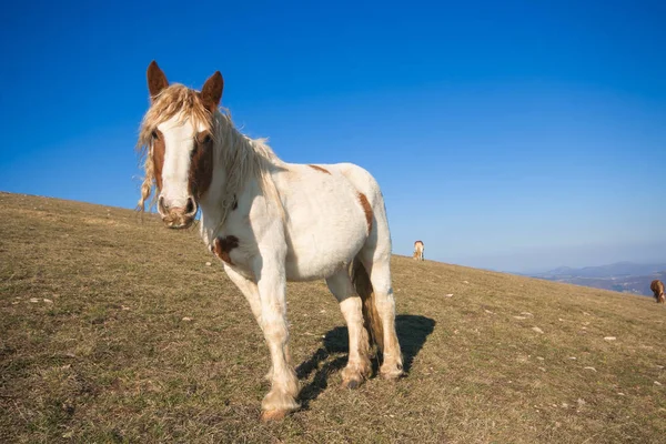 Portrét Divokých Koní Parku Monte Subasio — Stock fotografie