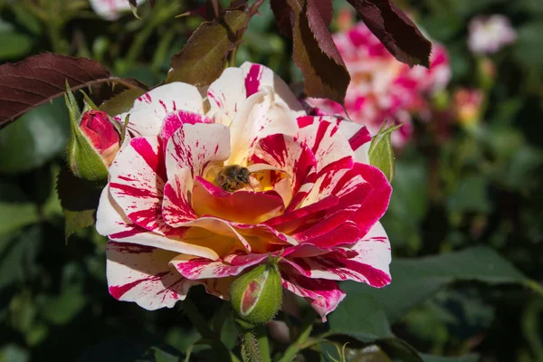 Macro Hermosa Rosa Con Abeja Primavera — Foto de Stock